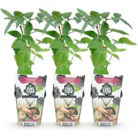 Green Boutiq GreenboutiQ - Obstpflanzen - Dornenlose Brombeere - Rubus Thornfee - Winterhart - 3 Pflanzen - Topf 9 cm - Schwarze Brombeere