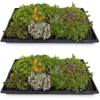 Green Boutiq GreenboutiQ - Bodendecker - Winterhart - Sedummatte - Besteht aus 10 Sorten - X2 - Wenig Pflege - Länge 50cm Breite 30cm