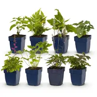 Green Boutiq - Stauden - Beetpaket - Schatten - Verschiedenes - Arten und Farben - 6 Pflanzen - Topf 11cm - Höhe 15-25cm