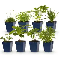 Green Boutiq - Stauden - Beetpaket - Weiß - Diverses - Sorten und Farben - 6 Pflanzen - Topf 11cm - Höhe 15-25cm