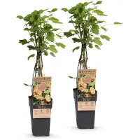 Green Boutiq - Obstpflanze - Ribes rubrum Witte Parel - Beerenpflanze - Winterhart - Weiße Beere - 2 Pflanzen - Topf 15cm - Höhe 50cm