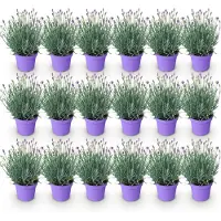 Green Boutiq GreenboutiQ - Gartenpflanze - Lavandula angustifolia Munstead - Lavendel - Winterhart - Lila - 18 Pflanzen - Topf 12cm - Höhe 15-25cm
