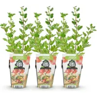 Green Boutiq GreenboutiQ - Obstpflanzen - Stachelbeere - Ribes uva-crispa Hinnonmaki Rod - Winterhart - 3 Pflanzen - Topf 9 cm - Rote Beere