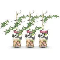 Green Boutiq GreenboutiQ - Obstpflanzen - Immergrüne Brombeere - Rubus Thornless Evergreen - Frosthart - 3 Pflanzen - Topf 9 cm - Schwarze Brombeere
