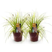 Green Boutiq GreenboutiQ - Ziergräser - Carex oshimensis Everillo - Gelb - 2 Pflanzen - Immergrün - Wenig Pflege - Topf 17cm Höhe 50cm