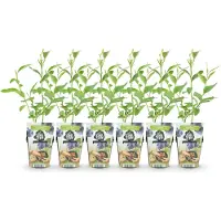 Green Boutiq GreenboutiQ - Obstpflanzen - Blaubeere - Vaccinium corymbossum Goldtraube - Winterhart - 6 Pflanzen - Topf 9 cm - Blaubeere