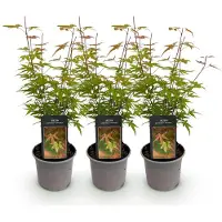 Green Boutiq GreenboutiQ - Gartenpflanze - Acer palmatum Phoenix - Rosa - 3 Pflanzen - Laubabwerfend - Wenig Pflege - Topf 12cm Höhe 35cm
