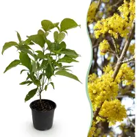 Green Boutiq GreenboutiQ - Gartenpflanze - Cornus mas - Blüte Gelb - 1 Pflanze - Laubabwerfend - Pflegeleicht - Topf 12cm Höhe 35cm