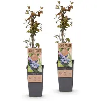 Green Boutiq - Obstpflanze - Vaccinium corymbosum Jersey - Heidelbeere - Winterhart - Blaue Beere - 2 Pflanzen - Topf 15cm - Höhe 50cm