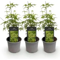 Green Boutiq GreenboutiQ - Gartenpflanze - Acer palmatum Seiryu - Grün 3 Pflanzen - Laubabwerfend - Wenig Pflege - Topf 12cm Höhe 35cm