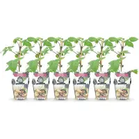 Green Boutiq GreenboutiQ - Obstpflanzen - Brombeere - Rubus Black Satin - Winterhart - 6 Pflanzen - Topf 9 cm - Schwarze Brombeere