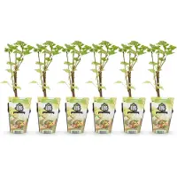 Green Boutiq GreenboutiQ - Obstpflanzen - Weiß Johannisbeere - Ribes rubrum Weiße Holländer - Winterhart - 6 Pflanzen - Topf 9 cm - Weiße Johannisbeere