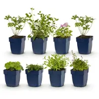 Green Boutiq - Stauden - Beetpaket - Bodendecker - Verschiedene - Arten und Farben - 6 Pflanzen - Topf 11cm - Höhe 15-25cm