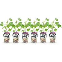 Green Boutiq GreenboutiQ - Obstpflanzen - Jostabes - Ribes Jostabes - Winterhart - 6 Pflanzen - Topf 9 cm - Schwarze Johannisbeere