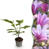 Green Boutiq GreenboutiQ - Gartenpflanze - Magnolia Betty - Blüte Weiß - 1 Pflanze - Laubabwerfend - Wenig Pflege - Topf 12cm Höhe 30cm