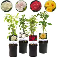 Green Boutiq GreenboutiQ - Kletterrose - Rosa Rainbow - Blumen Rosa Weiß Gelb Rot - Wenig Pflege - 4 Pflanzen - Topf 11cm Höhe 40cm