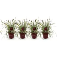 Green Boutiq GreenboutiQ - Ziergräser - Carex oshimensis Evergold - Gelb & Grün - 4 Pflanzen - Immergrün - Wenig Pflege - Topf 17cm Höhe 50cm
