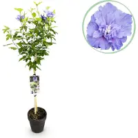 Green Boutiq GreenboutiQ - Gartenpflanze - Hibiscus syriacus Blue Chiffon - Stammpflanze - Terrassenpflanze - Laubabwerfend - Pflegeleicht - Topf 19cm Höhe 90cm