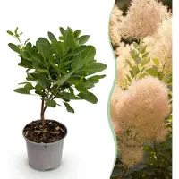 Green Boutiq GreenboutiQ - Gartenpflanze - Cotinus coggyria Young Lady - Grün 1 Pflanze - Laubabwerfend - Wenig Pflege - Topf 12cm Höhe 35cm