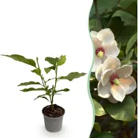 Green Boutiq GreenboutiQ - Gartenpflanze - Magnolia sieboldii - Blüte Weiß-Rot - 1 Pflanze - Laubabwerfend - Wenig Pflege - Topf 12cm Höhe 30cm