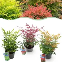Green Boutiq GreenboutiQ - Gartenpflanze - Nandina Tricolour - Gelb & Rot & Orange - 3 Pflanzen - Immergrün - Wenig Pflege - Topf 17cm Höhe 35 - 45cm
