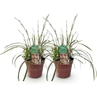 Green Boutiq GreenboutiQ - Ziergräser - Carex morrowii Ice Dance - Weiß & Grün - 2 Pflanzen - Immergrün - Wenig Pflege - Topf 17cm Höhe 50cm