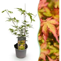 Green Boutiq GreenboutiQ - Gartenpflanze - Acer palmatum Sangokaku - Grün - 1 Pflanze - Laubabwerfend - Wenig Pflege - Topf 12cm Höhe 35cm