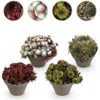 Green Boutiq GreenboutiQ - Bodendecker - Winterhart - Sempervivum Big Sam - 4 Pflanzen - Wenig Pflege - Topf 14cm Höhe 17cm