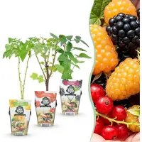 Green Boutiq GreenboutiQ - Obstpflanzen - Tricolour - Rote Johannisbeere - Gelbe Himbeere - Schwarze Brombeere - Winterhart - 3 Pflanzen - Topf 9cm
