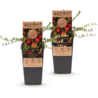 Green Boutiq - Obstpflanze - Vaccinium mac. Early Black - Cranberry - Winterhart - Blaubeere - 2 Pflanzen - Topf 15cm - Höhe 50cm