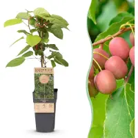 Green Boutiq - Fruchtpflanze - Actinidia arguta Weiki - Kiwi-Pflanze - Männlich - Rote - Lila Früchte - 1 Pflanze - Topf 15cm - Höhe 50cm