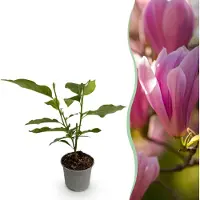 Green Boutiq GreenboutiQ - Gartenpflanze - Magnolia Heaven Scent - Blüte Rosa - 1 Pflanze - Laubabwerfend - Wenig Pflege - Topf 12cm Höhe 30cm