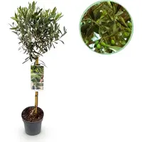 Green Boutiq GreenboutiQ - Olivenbaum Echt - Olea Europaea - Stamm-Pflanze - Terrassenpflanze - Immergrün - Wenig Pflege - Topf 19cm Höhe 90cm