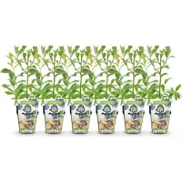 Green Boutiq GreenboutiQ - Obstpflanzen - Blaubeere - Vaccinium corymbosum Bluegold - Winterhart - 6 Pflanzen - Topf 9 cm - Blaubeere