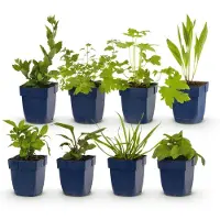 Green Boutiq - Stauden - Beetpaket - Bienen- und Schmetterlingsanziehend - Verschiedene - Arten und Farben - 6 Pflanzen - Topf 11cm - Höhe 15-25cm