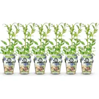 Green Boutiq GreenboutiQ - Obstpflanzen - Blaubeere - Vaccinium corymbosum Northland - Winterhart - 6 Pflanzen - Topf 9 cm - Blaubeere