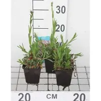GRDplanten 6 x Lychnis flos-cuculi - Lichtnelke - Topf 9 x 9 cm