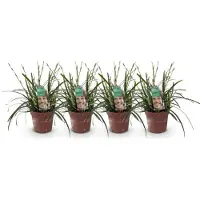 Green Boutiq GreenboutiQ - Ziergräser - Carex oshimensis Intense Green - Grün - 4 Pflanzen - Immergrün - Wenig Pflege - Topf 17cm Höhe 50cm