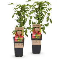 Green Boutiq - Obstpflanze - Rubus idaeus Ottawa - Himbeerpflanze - Winterhart - Rote Himbeere - 2 Pflanzen - Topf 15cm - Höhe 50cm