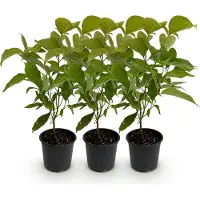 Green Boutiq GreenboutiQ - Gartenpflanze - Cornus mas - Blüte Gelb - 3 Pflanzen - Laubabwerfend - Wenig Pflege - Topf 12cm Höhe 35cm