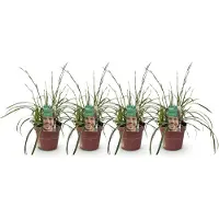 Green Boutiq GreenboutiQ - Ziergräser - Carex morrowii Ice Dance - Weiß & Grün - 4 Pflanzen - Immergrün - Wenig Pflege - Topf 17cm Höhe 50cm