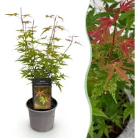 Green Boutiq GreenboutiQ - Gartenpflanze - Acer palmatum Phoenix - Rosa - 1 Pflanze - Laubabwerfend - Wenig Pflege - Topf 12cm Höhe 35cm