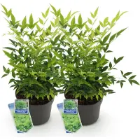 Green Boutiq GreenboutiQ - Gartenpflanze - Nandina Lemon & Lime - Gelb - 2 Pflanzen - Immergrün - Wenig Pflege - Topf 17cm Höhe 35 - 45cm