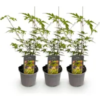 Green Boutiq GreenboutiQ - Gartenpflanze - Acer palmatum Sangokaku - Grün - 3 Pflanzen - Blattabwerfend - Wenig Pflege - Topf 12cm Höhe 35cm