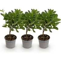 Green Boutiq GreenboutiQ - Gartenpflanze - Cotinus coggyria Young Lady - Grün 3 Pflanzen - Laubabwerfend - Wenig Pflege - Topf 12cm Höhe 35cm