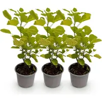Green Boutiq GreenboutiQ - Gartenpflanze - Cotinus coggyria Golden Spirit - Gelb - 3 Pflanzen - Laubabwerfend - Pflegeleicht - Topf 12cm Höhe 35cm