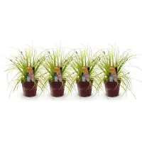 Green Boutiq GreenboutiQ - Ziergräser - Carex oshimensis Everillo - Gelb - 4 Pflanzen - Immergrün - Wenig Pflege - Topf 17cm Höhe 50cm