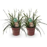 Green Boutiq GreenboutiQ - Ziergräser - Carex oshimensis Intense Green - Grün - 2 Pflanzen - Immergrün - Wenig Pflege - Topf 17cm Höhe 50cm