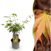 Green Boutiq GreenboutiQ - Gartenpflanze - Acer palmatum Katsura - Orange - 1 Pflanze - Laubabwerfend - Wenig Pflege - Topf 12cm Höhe 35cm