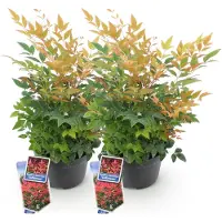 Green Boutiq GreenboutiQ - Gartenpflanze - Nandina Gulfstream - Orange - 2 Pflanzen - Immergrün - Pflegeleicht - Topf 17cm Höhe 35 - 45cm